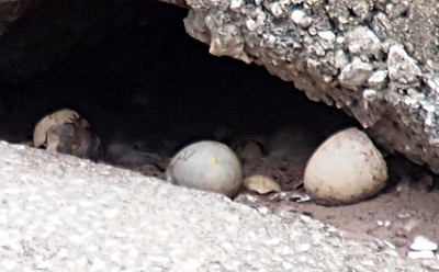 [A view looking straight into the area under the concrete. There is a partial shell on the right next to overhanging concrete. An egg in the middle looks to be whole. An egg on the right appears to have only shell on half of it with the rest exposing a two-toned lump which looks to have an eye.]